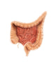 General Colon Anatomy Wall Decal Design 1