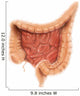 General Colon Anatomy Wall Decal Design 1