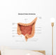 General Colon Anatomy with Wall Decal Design 1