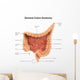 General Colon Anatomy with Wall Decal Design 1