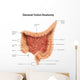 General Colon Anatomy with Wall Decal Design 1