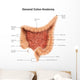 General Colon Anatomy with Wall Decal Design 1