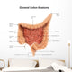 General Colon Anatomy with Wall Decal Design 1