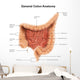General Colon Anatomy with Wall Decal Design 1