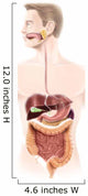Human Digestive System Wall Decal