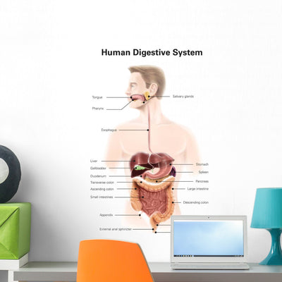 Human Digestive System with Wall Decal shown on a wall