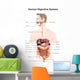 Human Digestive System with Wall Decal