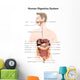 Human Digestive System with Wall Decal
