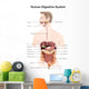 Human Digestive System with Wall Decal