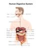 Human Digestive System with Wall Decal