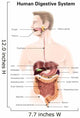 Human Digestive System with Wall Decal