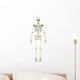 Anterior Human Skeletal System Wall Decal Design 2
