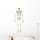 Anterior Human Skeletal System Wall Decal Design 2
