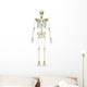 Anterior Human Skeletal System Wall Decal Design 2