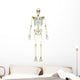 Anterior Human Skeletal System Wall Decal Design 2