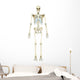 Anterior Human Skeletal System Wall Decal Design 2