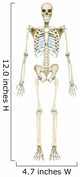 Anterior Human Skeletal System Wall Decal Design 2