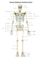 Anterior Human Skeletal System Wall Decal Design 1