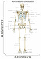 Anterior Human Skeletal System Wall Decal Design 1