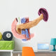 Anatomy Human Pancreas Wall Decal