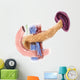 Anatomy Human Pancreas Wall Decal