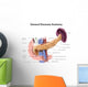 Anatomy Human Pancreas with Wall Decal
