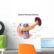 Anatomy Human Pancreas with Wall Decal