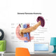 Anatomy Human Pancreas with Wall Decal
