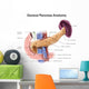 Anatomy Human Pancreas with Wall Decal