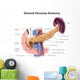 Anatomy Human Pancreas with Wall Decal