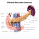 Anatomy Human Pancreas with Wall Decal