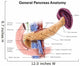 Anatomy Human Pancreas with Wall Decal