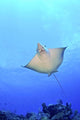 Spotted Eagle Ray Glides Wall Decal