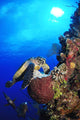 Hawksbill Sea Turtle and Wall Decal Design 2