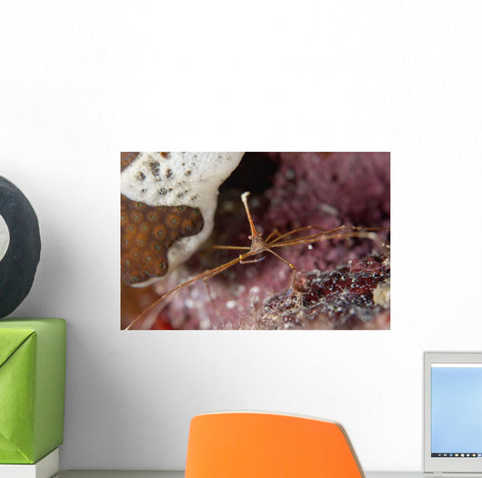 Close-up Arrow Crab Eating Wall Decal