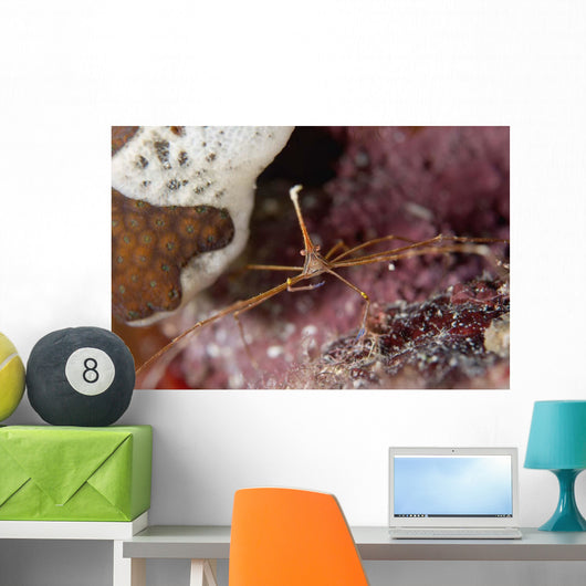 Close-up Arrow Crab Eating Wall Decal