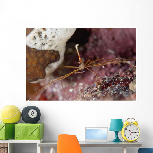 Close-up Arrow Crab Eating Wall Decal