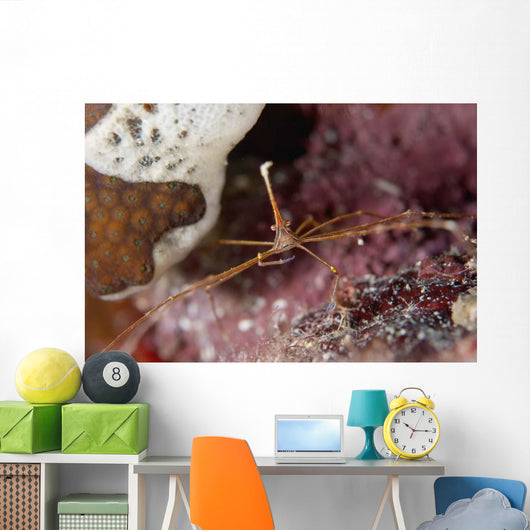 Close-up Arrow Crab Eating Wall Decal
