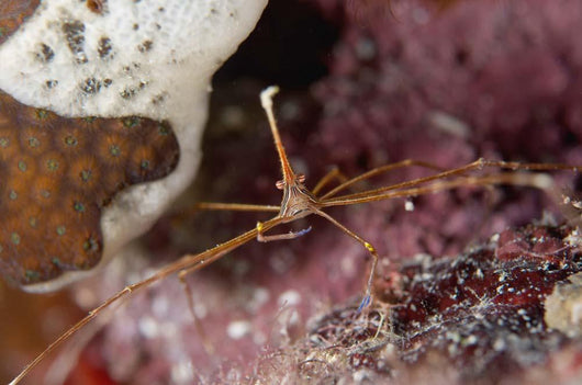 Close-up Arrow Crab Eating Wall Decal