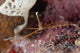 Close-up Arrow Crab Eating Wall Decal