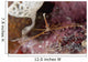 Close-up Arrow Crab Eating Wall Decal