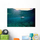 Caribbean Reef Shark Grand Wall Mural