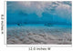Stingrays Swimming along Sandbar Wall Decal