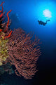Diver Approaches Beautiful Gorgonian Wall Decal