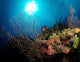 Gorgonian Sea Fans Cayman's Wall Decal