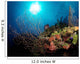 Gorgonian Sea Fans Cayman's Wall Decal
