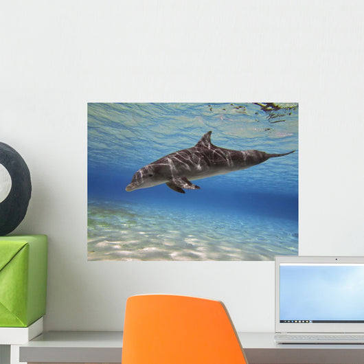Bottlenose Dolphin Swimming Barrier Wall Decal