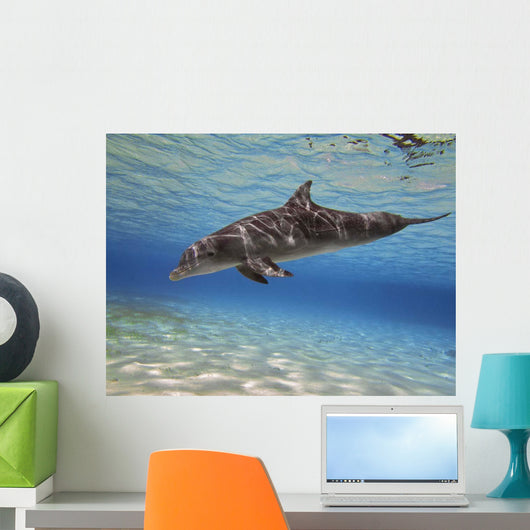 Bottlenose Dolphin Swimming Barrier Wall Decal