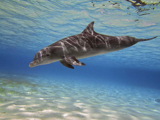 Bottlenose Dolphin Swimming Barrier Wall Decal