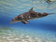 Bottlenose Dolphin Swimming Barrier Wall Decal